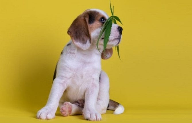 Top 5 Uses of CBD Oils for Pets